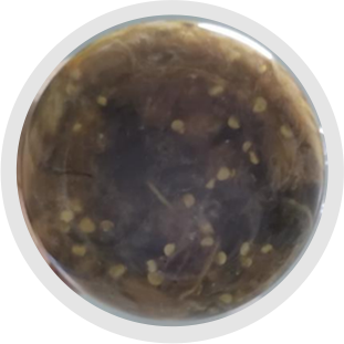 2025年澳门原料网