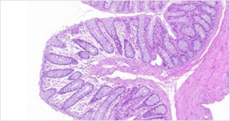 对机体结肠组织的影响(图8)