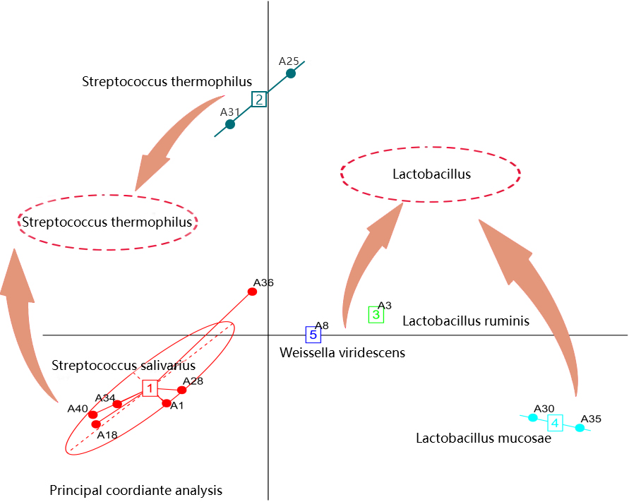 对乳酸菌类肠型的影响(图1)