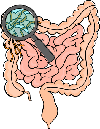 对机体结肠组织的影响(图3)