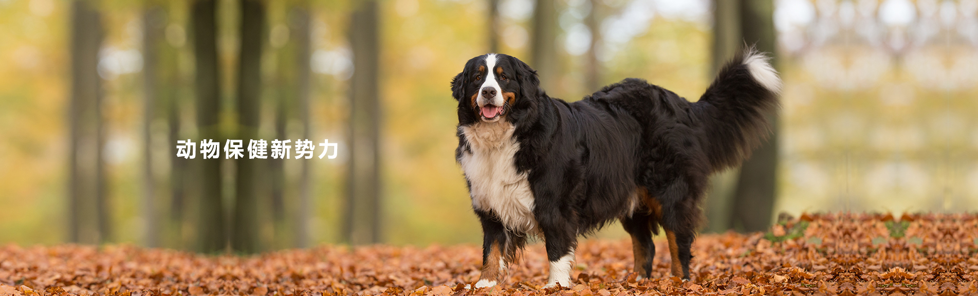 2025年澳门原料网