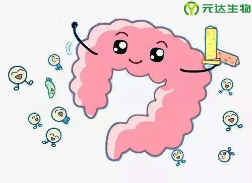 后生元制剂在肠道健康方面的应用