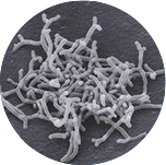 2025年澳门原料网