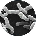 2025年澳门原料网