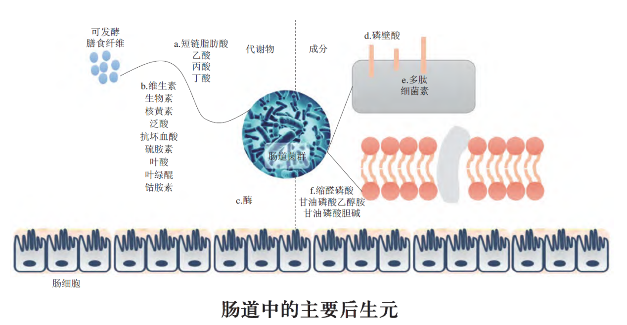 揭开助力大健康产业的神秘面纱-后生元(图2)